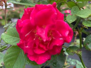 Rosa floribunda Brindabella Red Empress™ PP28215 