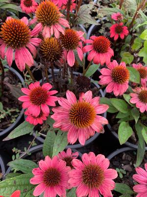 Echinacea purpurea Sombrero Hot Coral