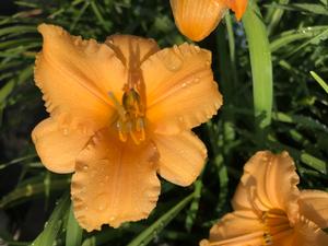 Hemerocallis Apricot Sparkles