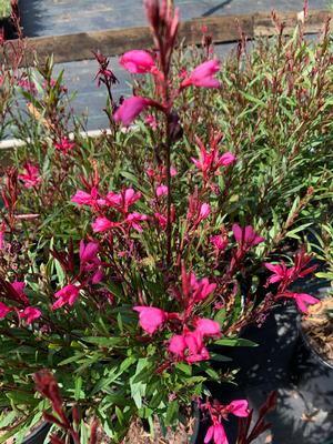 Gaura lindheimeri Belleza Dark Pink