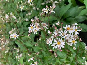 Aster divaricatus 