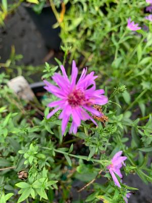 Aster dumosus Wood's Purple