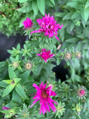 Aster novae angliae Vibrant Dome