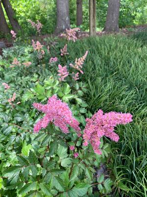 Astilbe arendsii Bressingham Beauty