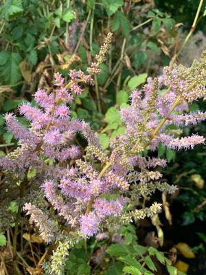 ASTILBE CHINENSIS PURPURKERZE