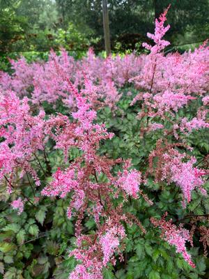 Astilbe Delft Lace