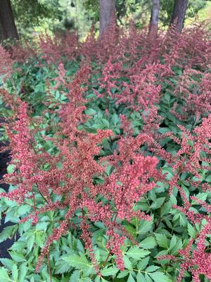 Astilbe japonica Red Sentinel