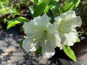 Azalea-Rhododendron Encore®Autumn Starlite®PP15043 