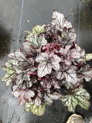 Heuchera Plum Crazy