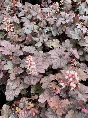 Heucherella Plum Cascade