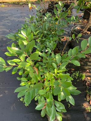 Aronia melanocarpa Ground Hug (pp31821) 