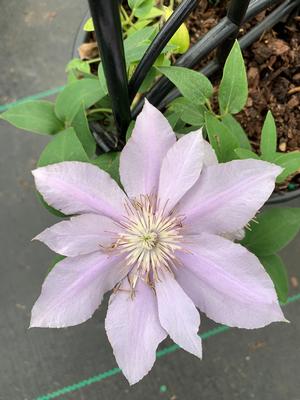 Clematis Filigree