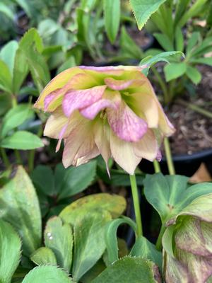 Helleborus First Dance