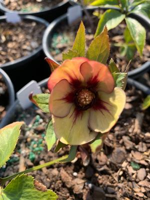 Helleborus Tropical Sunset