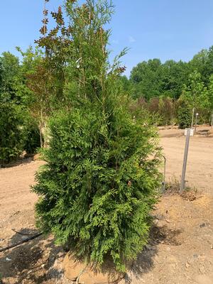 Thuja occidentalis Hetz Wintergreen