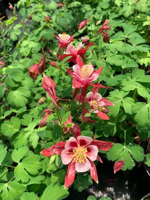 Aquilegia vulgaris Origami Red and White