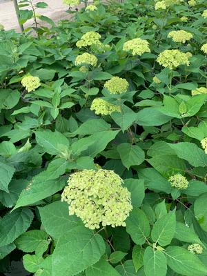 Hydrangea arborescens Lime Rickey®(PP28858) 