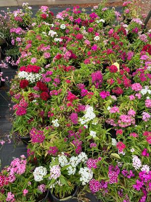 Dianthus barbatus Indian Carpet Mix