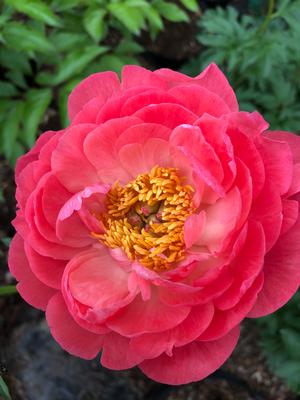 Paeonia Hawaiian Coral