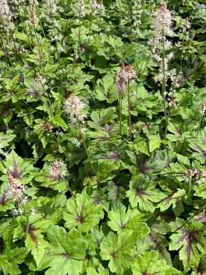 Tiarella cordifolia Elizabeth Oliver