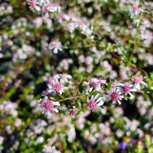 Aster lateriflorus Lady in Black