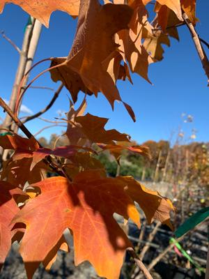 Acer saccharum Fall Fiesta® ('Bailsta')