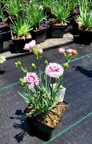 Dianthus Early Bird Fizzy