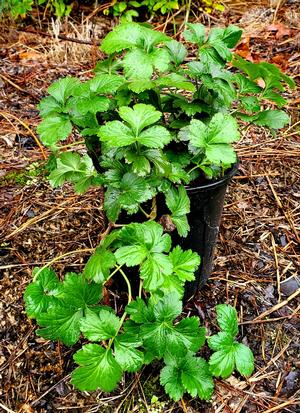 Waldsteinia fragarioides 