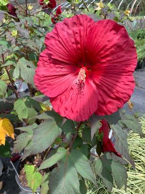 Hibiscus Summerific® Holy Grail 