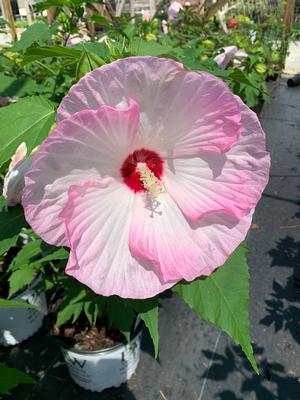 Hibiscus Ballet Slippers