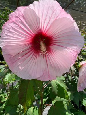 Hibiscus Starry Night