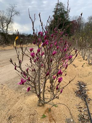 Magnolia x (liliflora x stellata) Ann