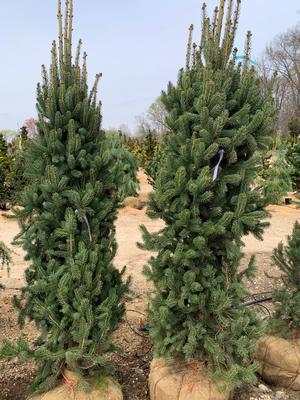 Picea abies Cupressina