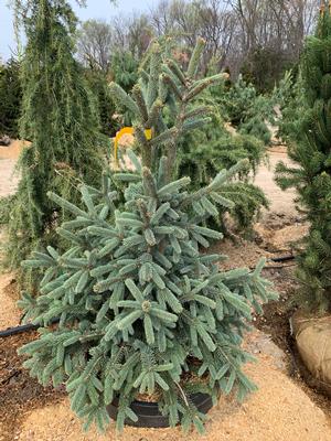 Picea abies Paul's Select