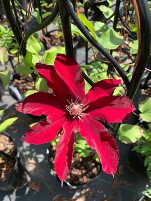 Clematis Rebecca