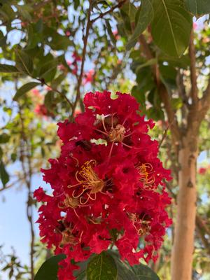 Lagerstroemia Arapaho