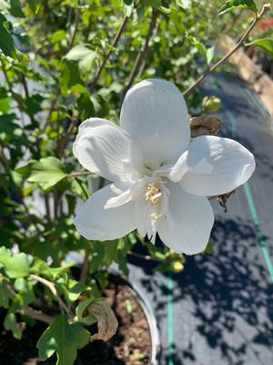 Hibiscus syriacus White Chiffon® (pp12612) 