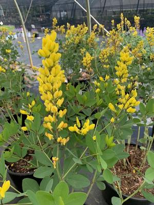 Baptisia American Goldfinch