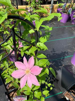 Clematis Sally