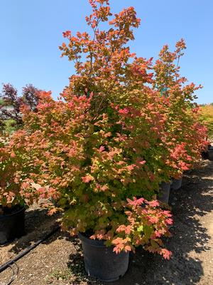 Acer circinatum Sunny Sister