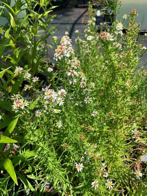 Aster ericoides 