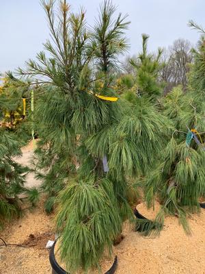 Pinus strobus Pendula