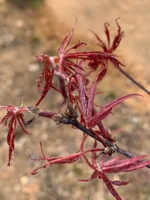 Acer palmatum Garnet