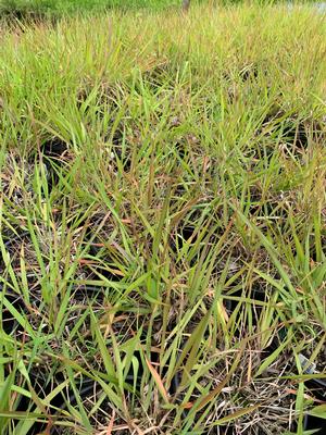 Eragrostis spectabilis 