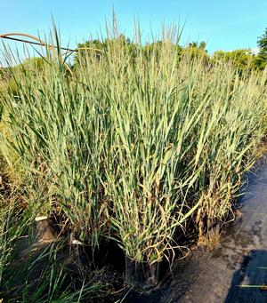 Panicum virgatum Dallas Blues