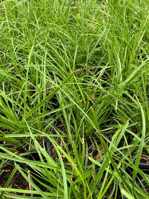 Carex cherokeensis 