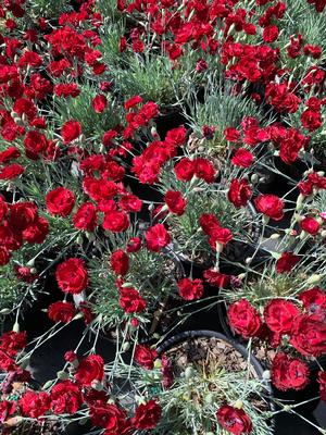 Dianthus x Electric Red