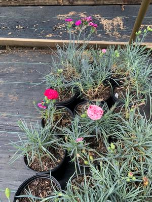 Dianthus x Pinball Wizard