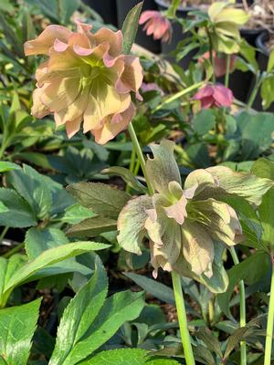 Helleborus x Mother of the Bride