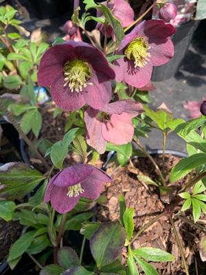 Helleborus x Viv Victoria